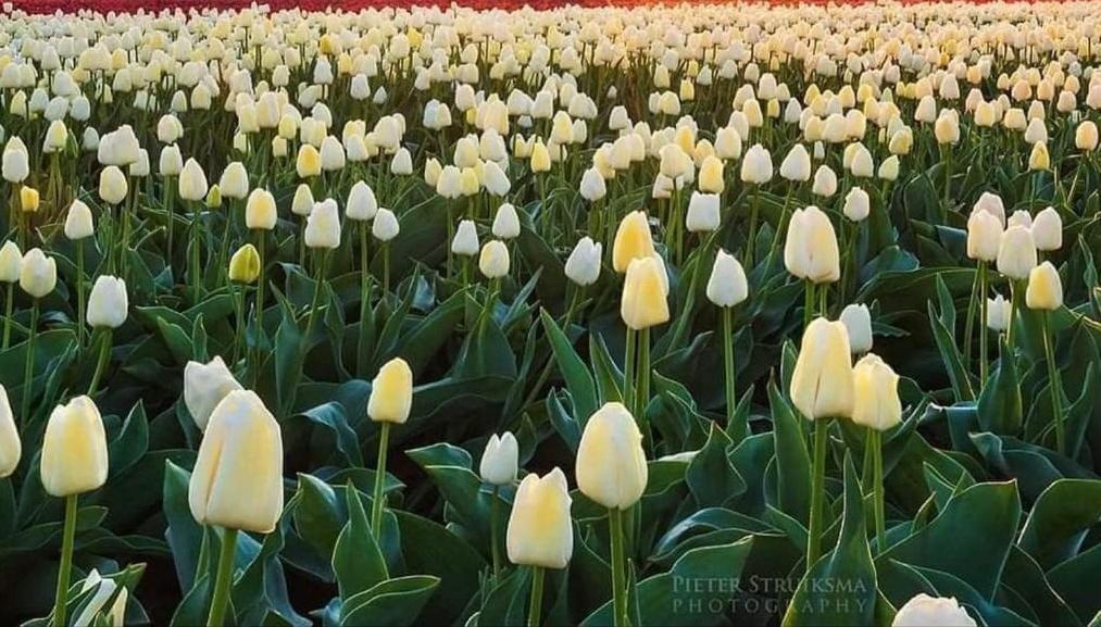 B&B Lange Geer デルフト エクステリア 写真